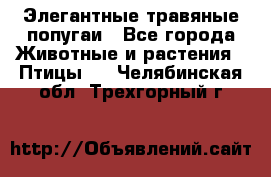 Элегантные травяные попугаи - Все города Животные и растения » Птицы   . Челябинская обл.,Трехгорный г.